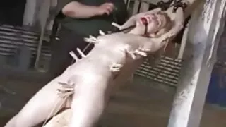 Um par de cadelas de ...