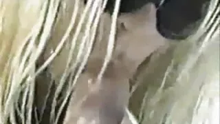 Loira bonita com tra ...